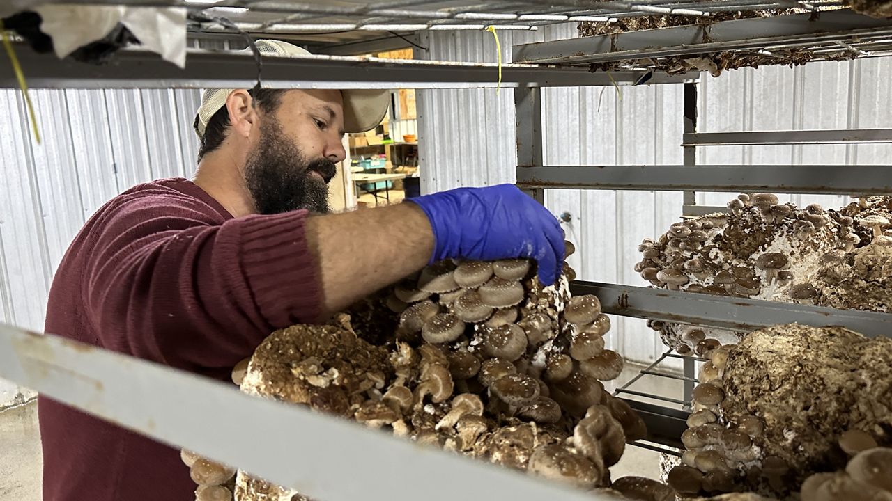 Ches Stewart harvesting mushroom.